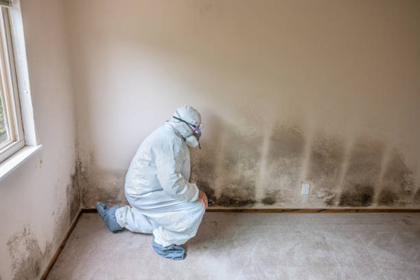 Best Post-Construction Mold Inspection  in Zachary, LA